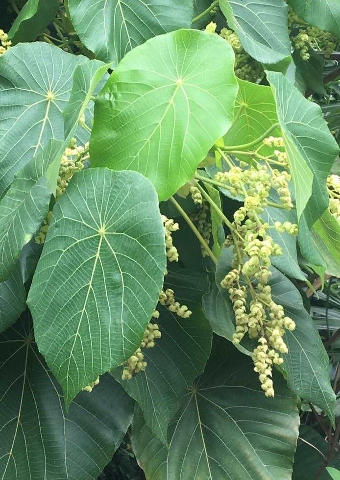 血桐 | 環境及自然保育基金資助「怪奇生物觀察學」生態教育計劃